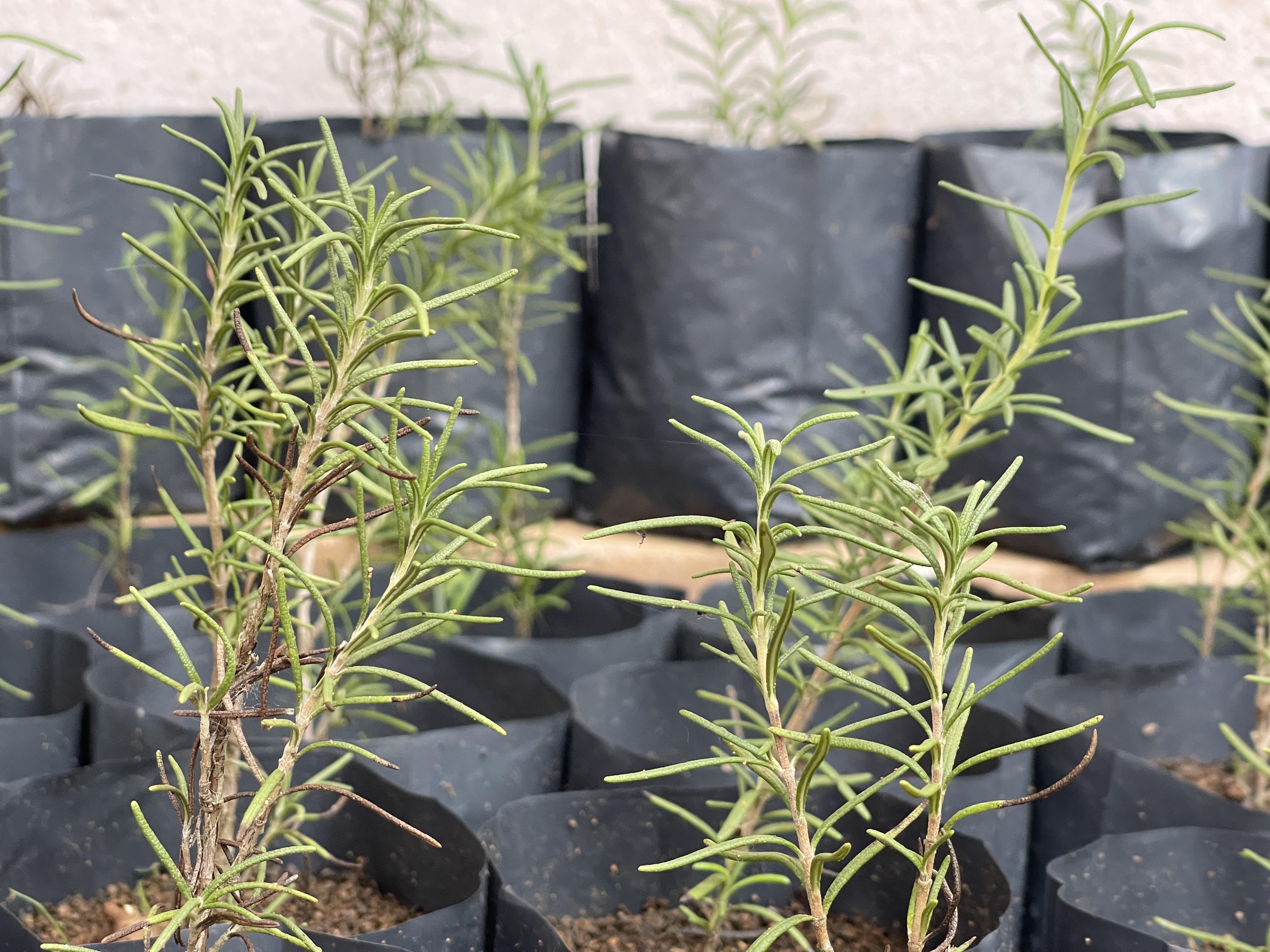 HerbCey Gallery Image